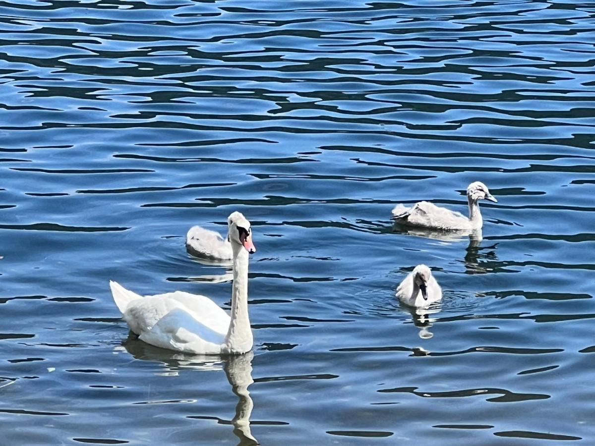 Ferienwohnung Mit Seeblick - Ossiacher See Gerlitzen Sattendorf エクステリア 写真
